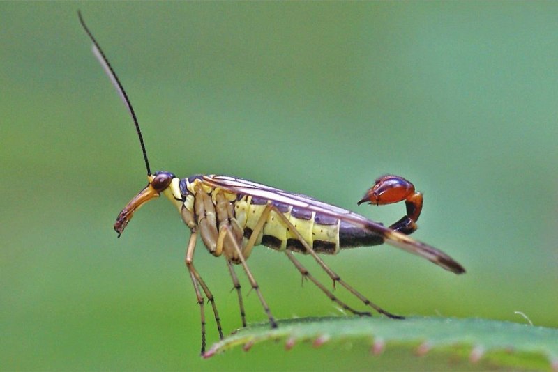 Земляной богомол (Geomantis Larvoides)