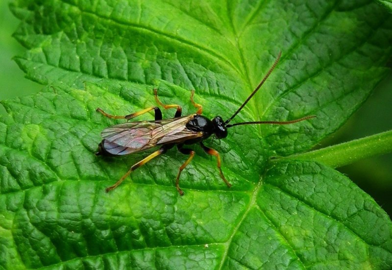 Жук-Геркулес (Dynastes Hercules)