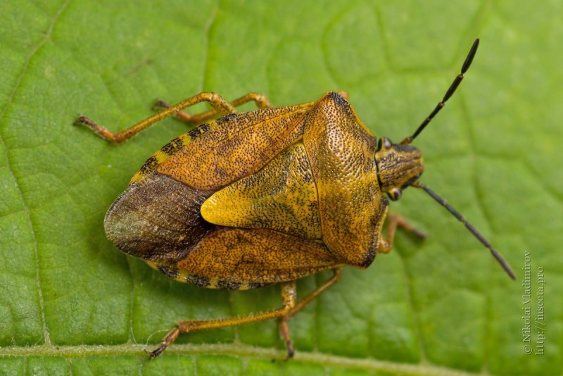 Крылатые насекомые (Pterygota).