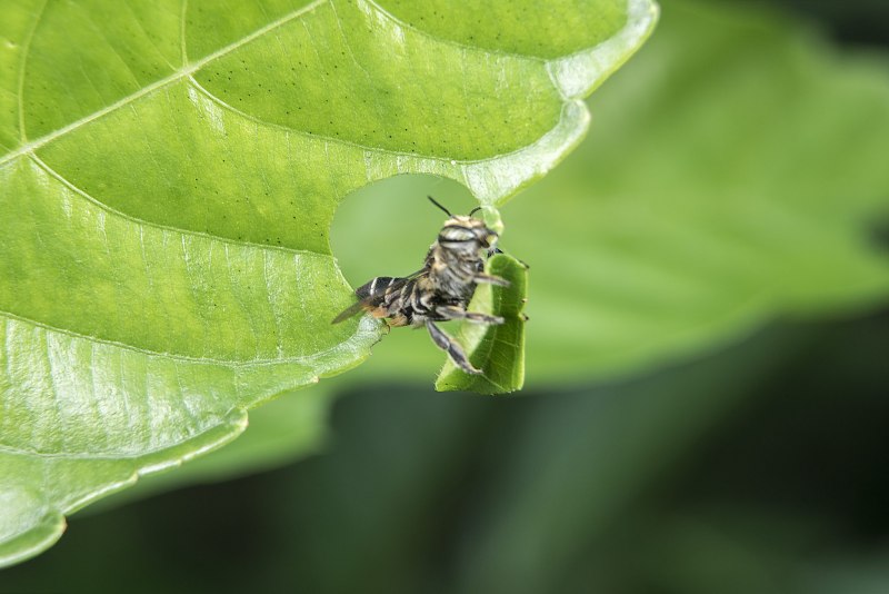 Megachile rotundata пчела-листорез люцерновая