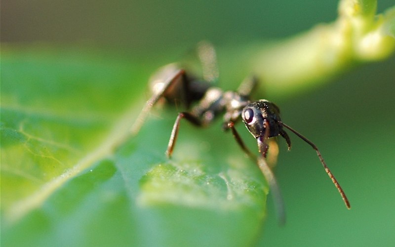 Megachile rotundata пчела-листорез люцерновая