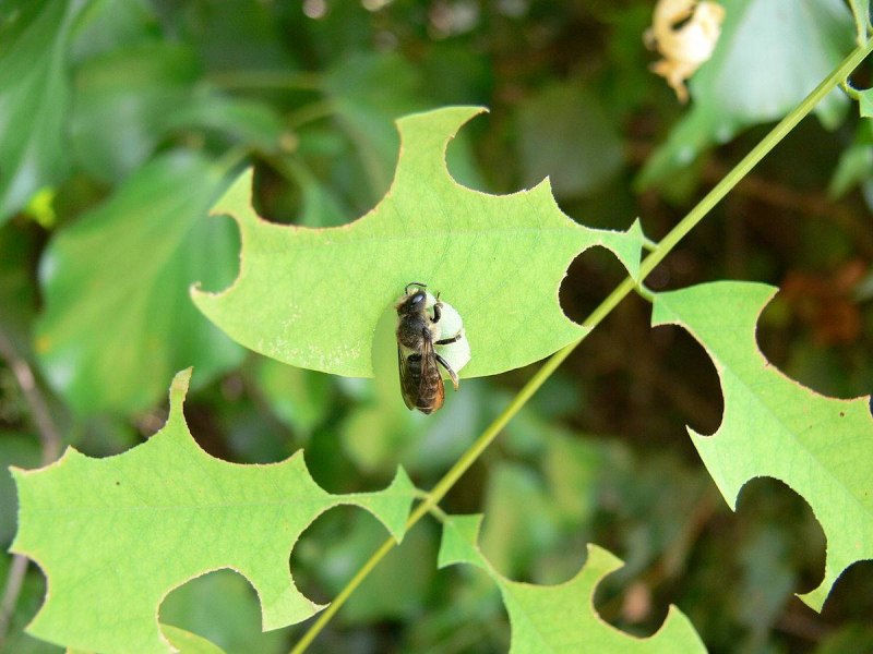 Megachile rotundata пчела-листорез люцерновая
