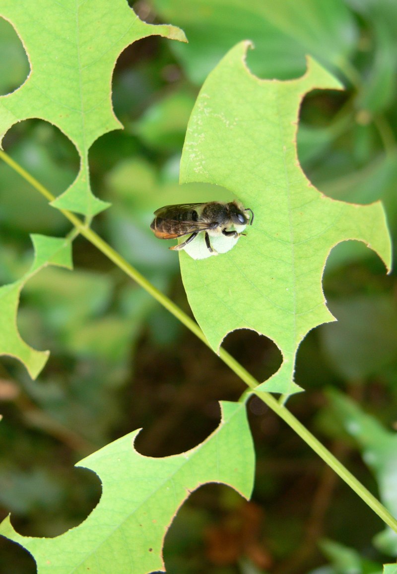 Megachile bombycina