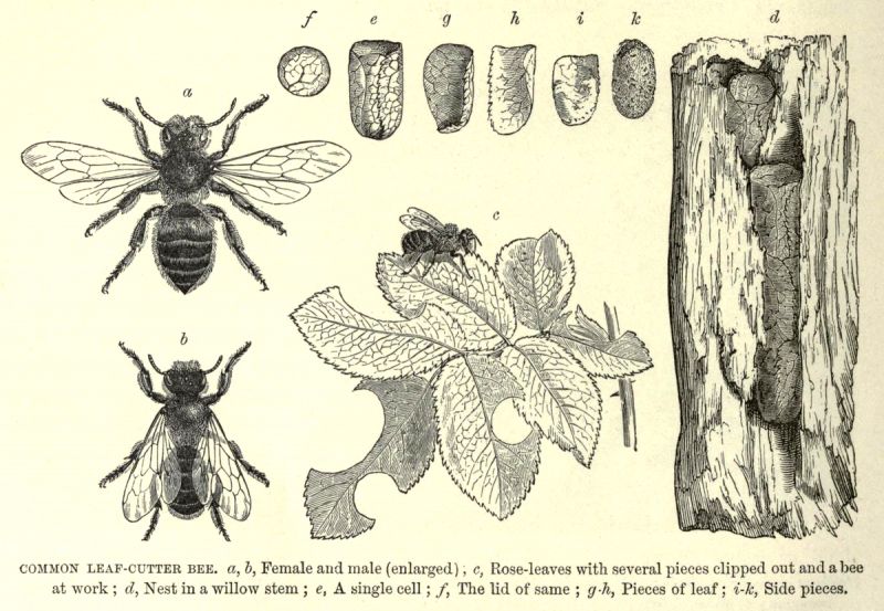 Nomada пчела