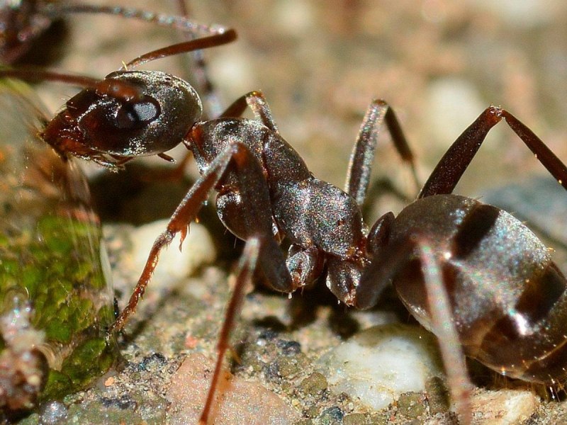 Megachile Pluto пчела