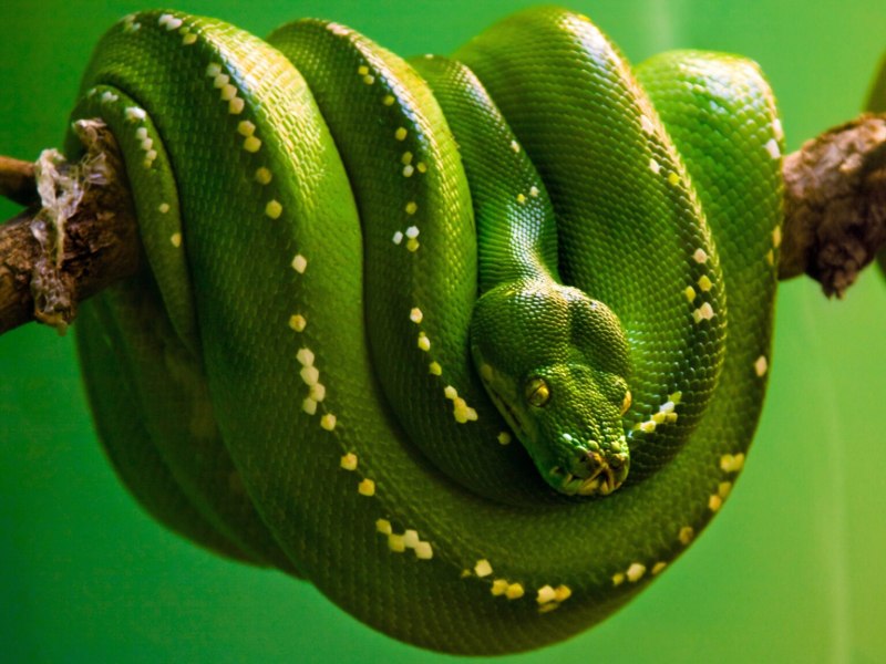 Питон Morelia viridis