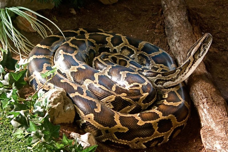 Morelia viridis Jayapura