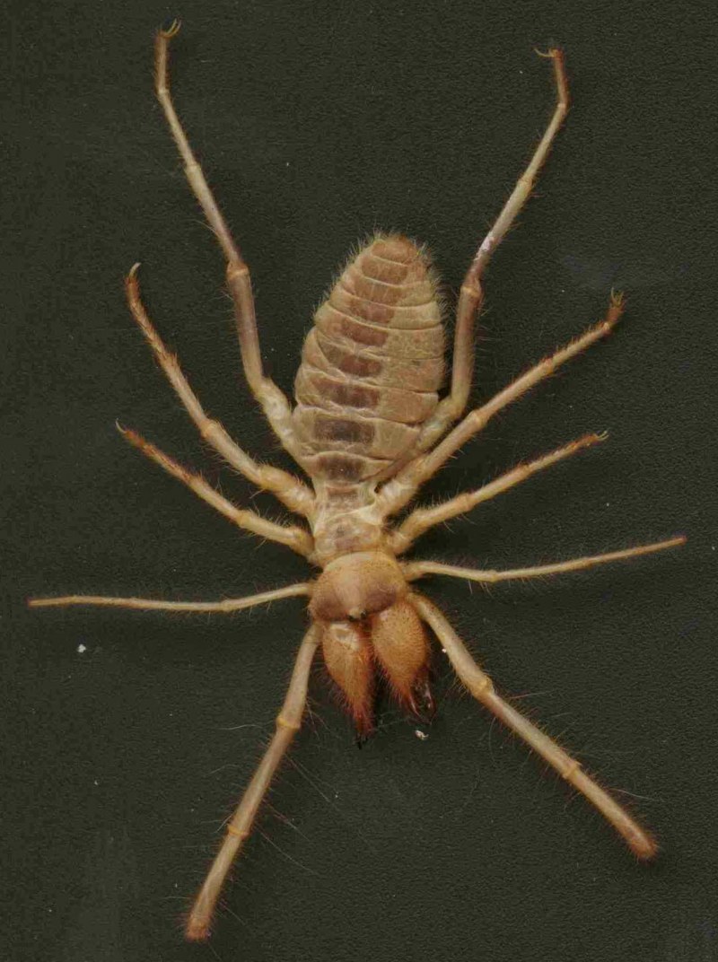 Паук Cebrennus rechenbergi