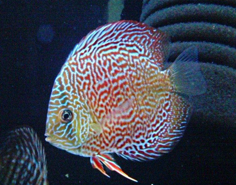 Мозаика леопард Discus