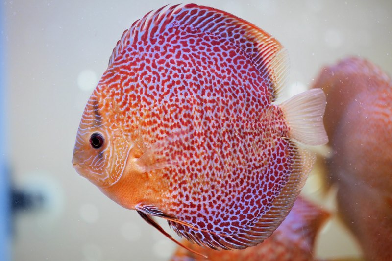 Red-Leopard-Discus-Fish-Freshwater-Aquarium drawing