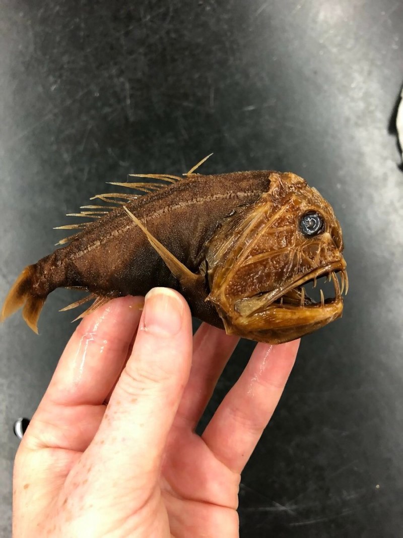 Саблезуб (Anoplogaster cornuta)