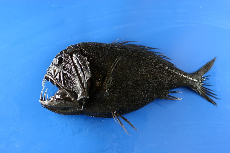 Саблезуб (Anoplogaster cornuta)