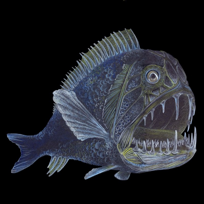 Длиннорогий Саблезуб (Anoplogaster cornuta)
