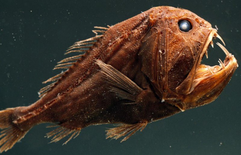 Саблезуб (Anoplogaster cornuta)