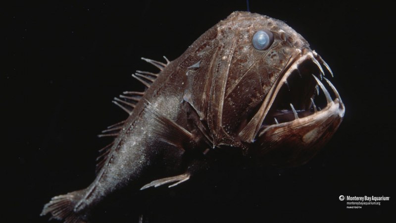 Саблезуб (Anoplogaster cornuta)