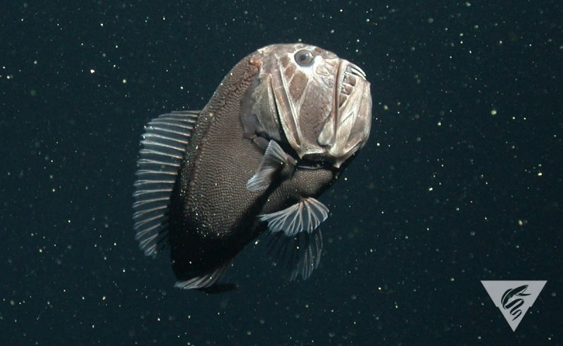 Саблезуб (Anoplogaster cornuta)