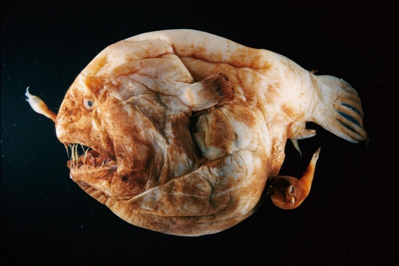 Chlamydoselachus anguineus