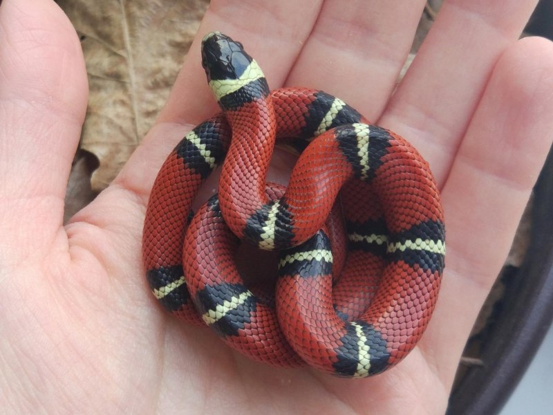 Синалойская королевская змея (68 фото)