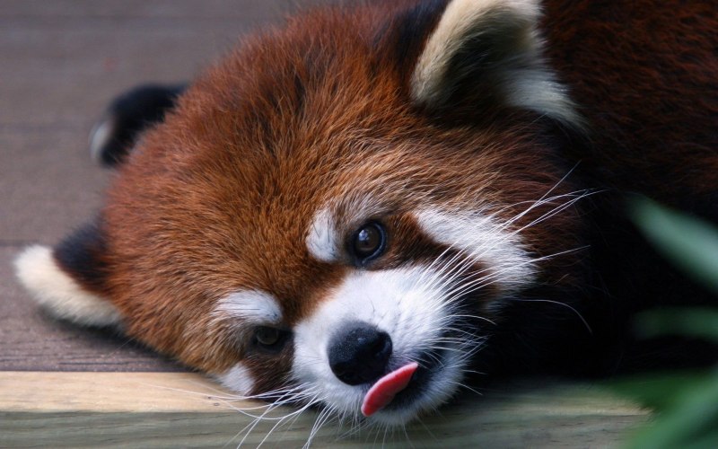 Малая Панда (Ailurus Fulgens