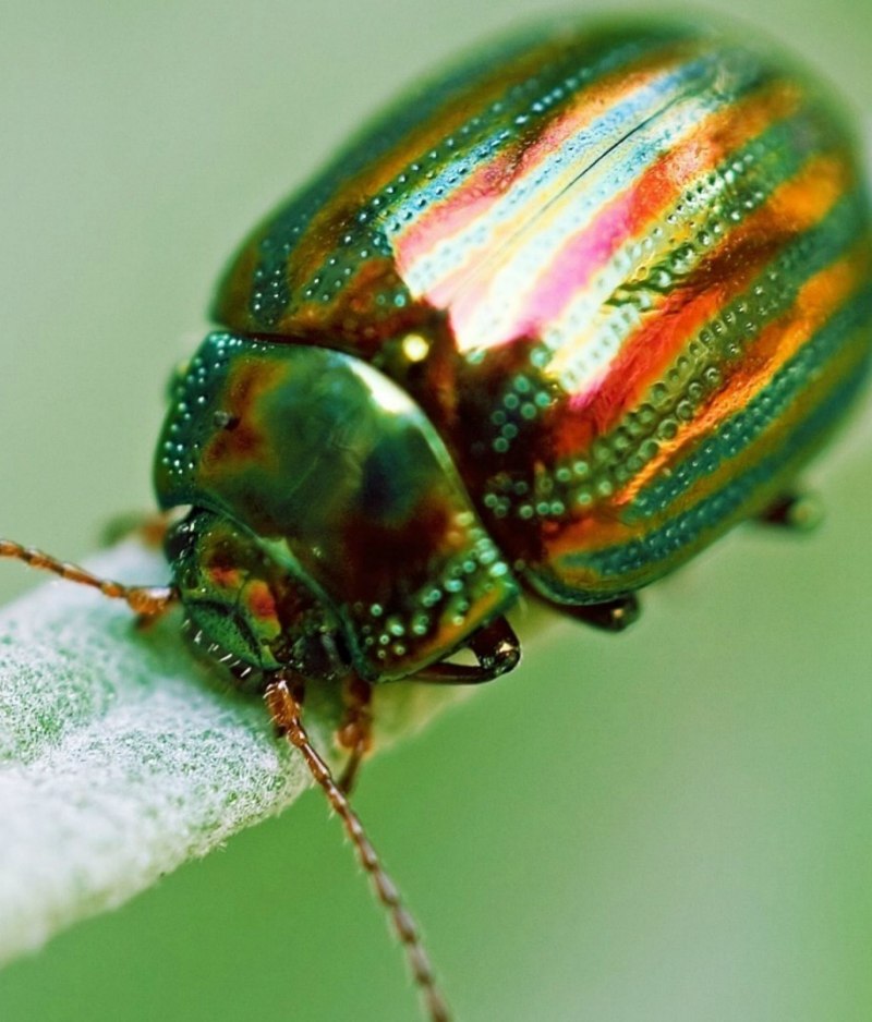 Бронзовка золотистая (Cetonia aurata)