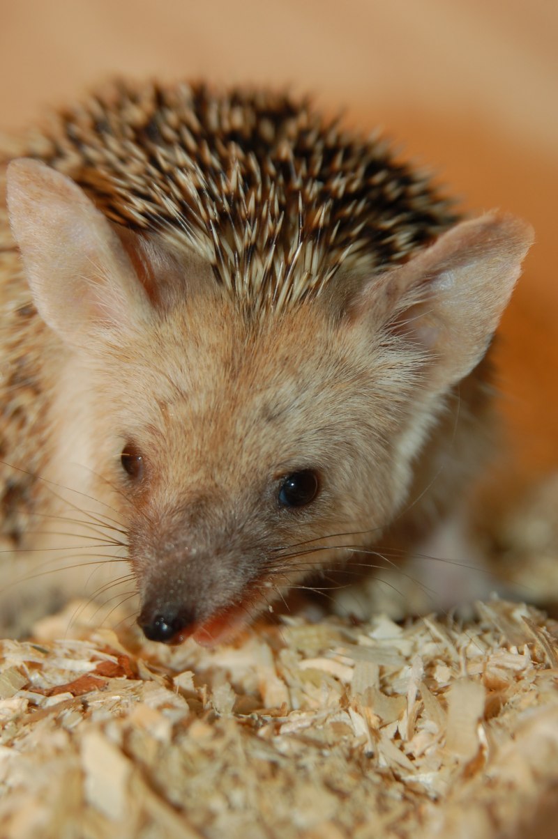Hemiechinus auritus
