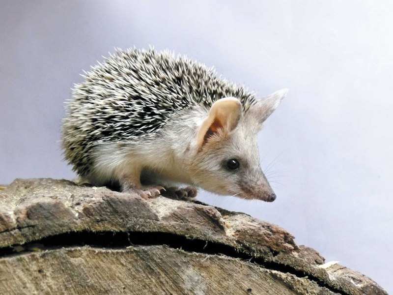 Hedgehog Amulet