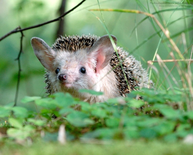 Hemiechinus auritus