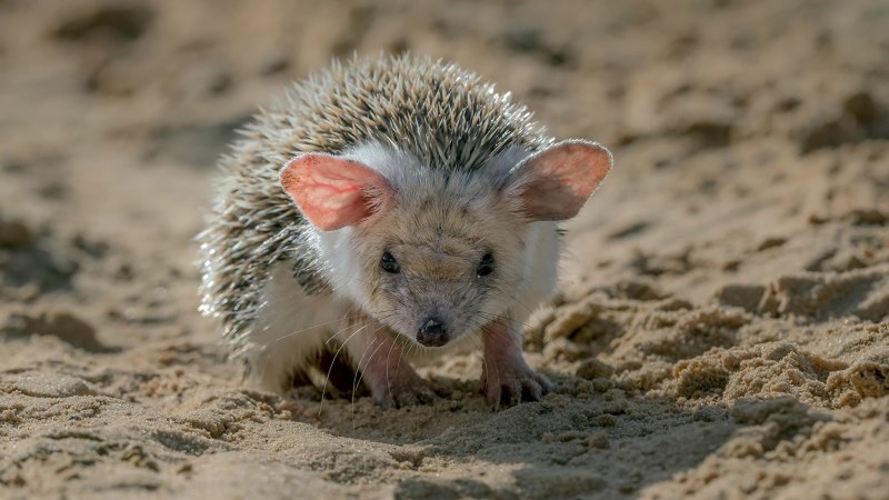 Еж Ушастый Hemiechinus auritus