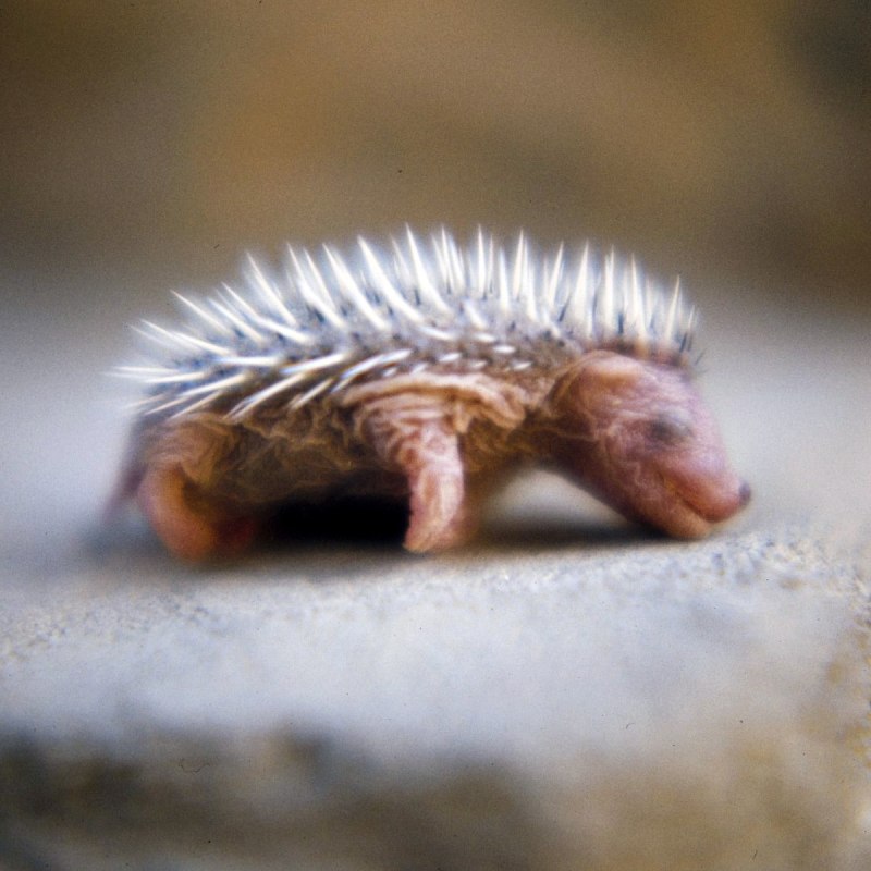 Hemiechinus auritus