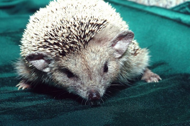 Еж Ушастый Hemiechinus auritus
