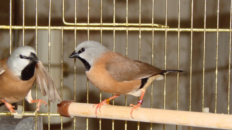 Амадины стая
