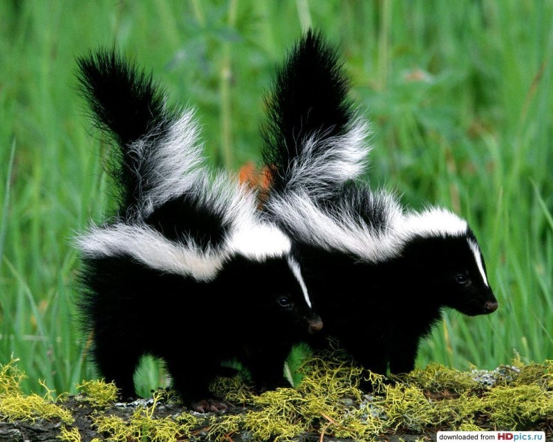 Conepatus leuconotus