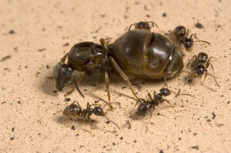 Трутень муравей (69 фото)
