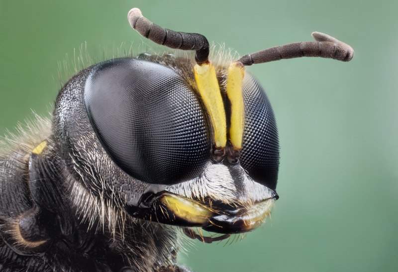 Lasius alienus матка