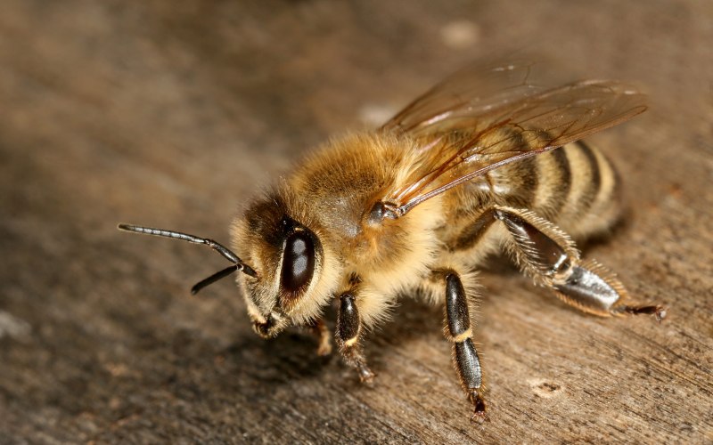 Bee Anthony
