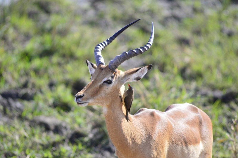Gazella Gazella