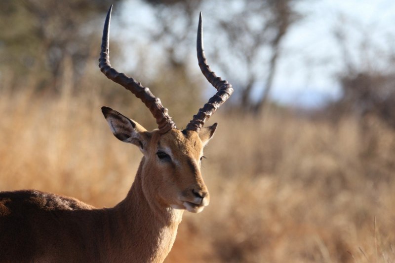 Gazella bennettii