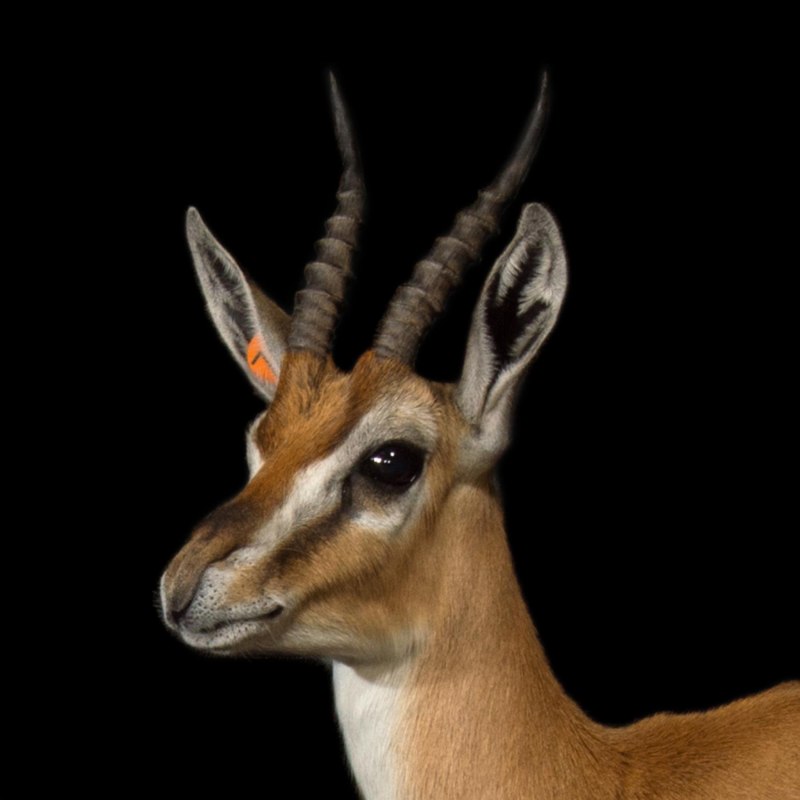 • Песчаная Газель (Gazella leptoceros)