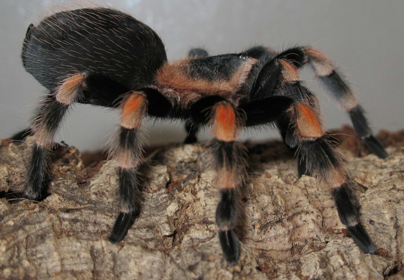 Schleich Тарантул