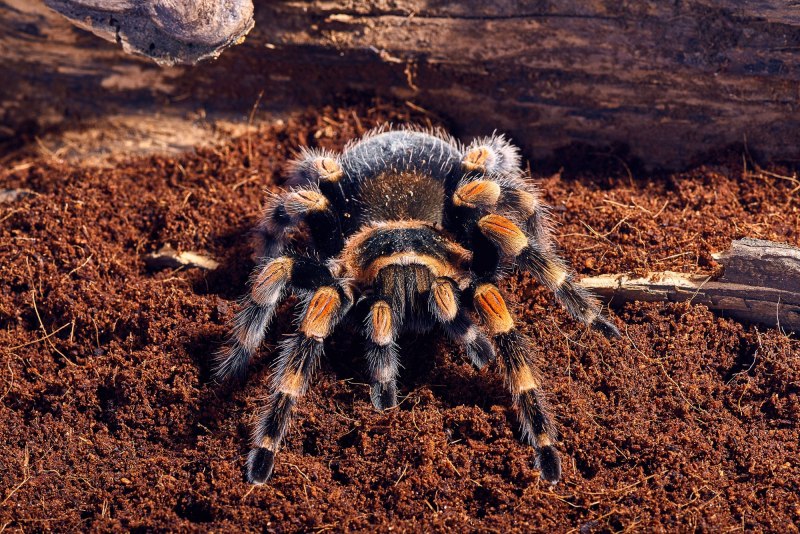 Тарантул Heteroscodra maculata