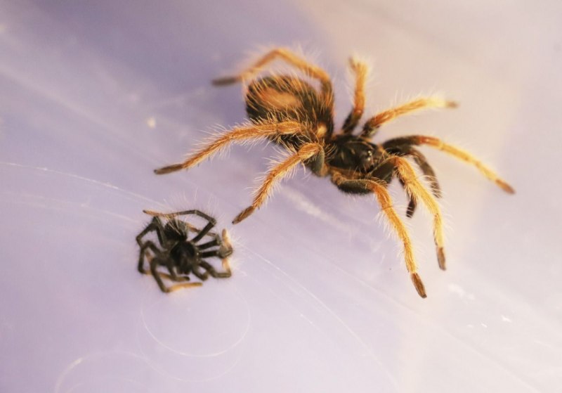 Паук-Павлин (Maratus volans)