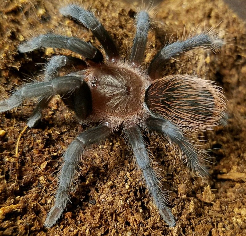 Brachypelma annitha