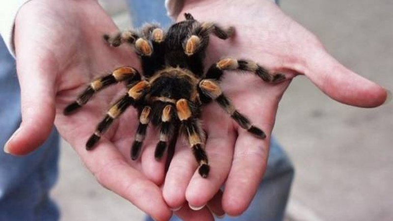 Brachypelma albiceps