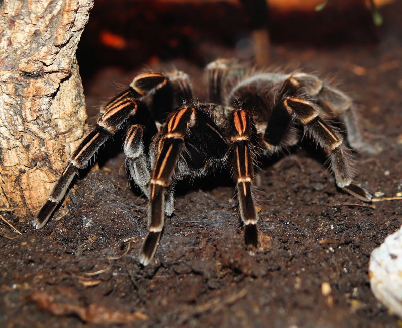 Паук-птицеед Brachypelma albiceps