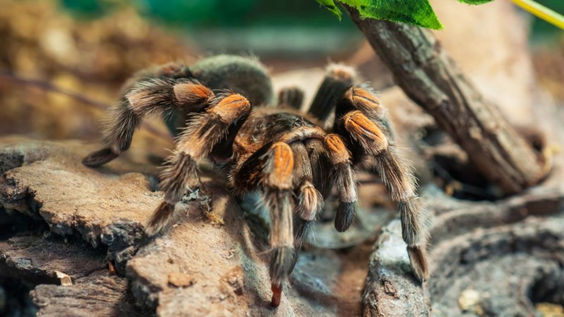 Brachypelma smithi белый фон