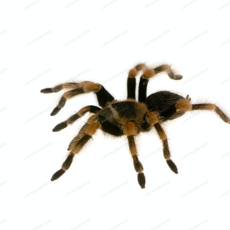 Chromatopelma cyaneopubescens l6