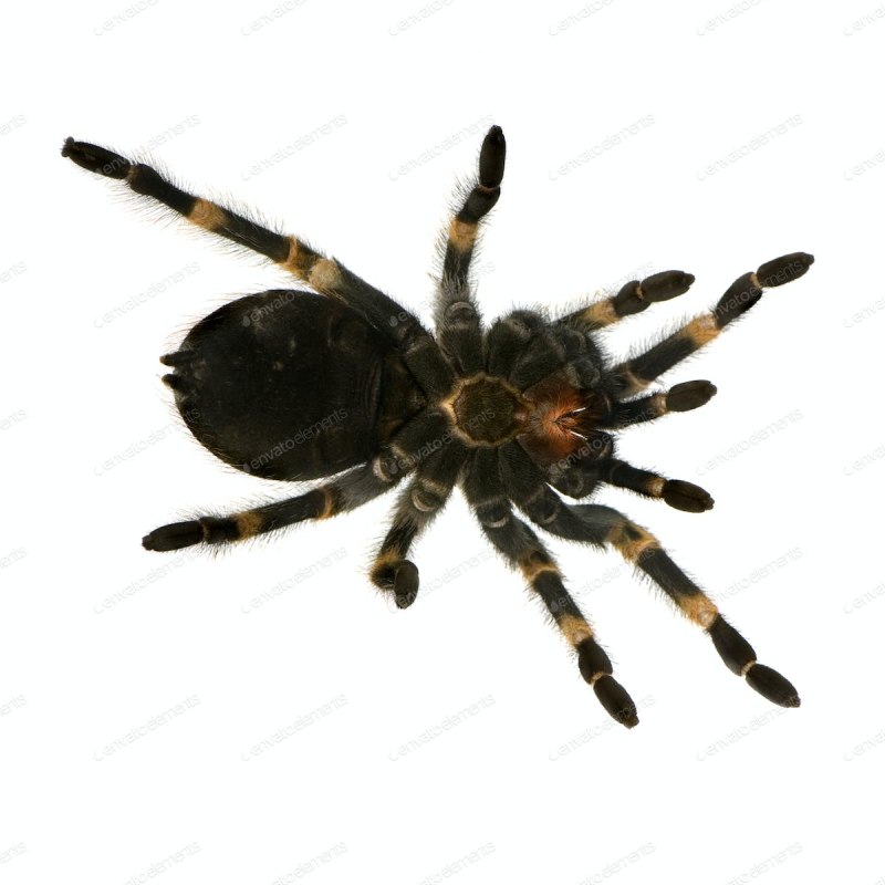 Паук птицеед Avicularia versicolor
