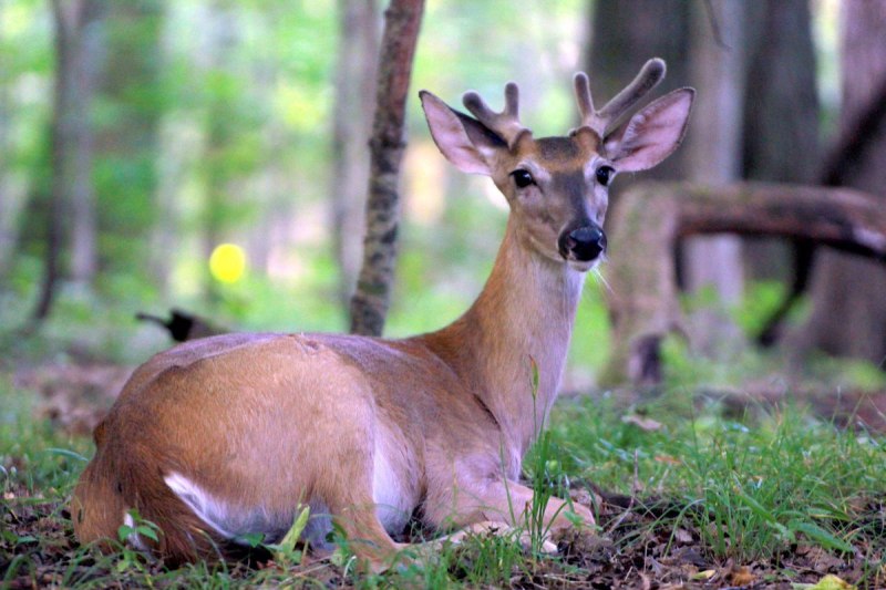 Bawean Deer