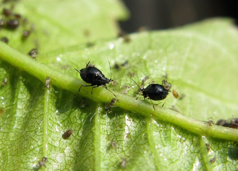 Myzodes persicae