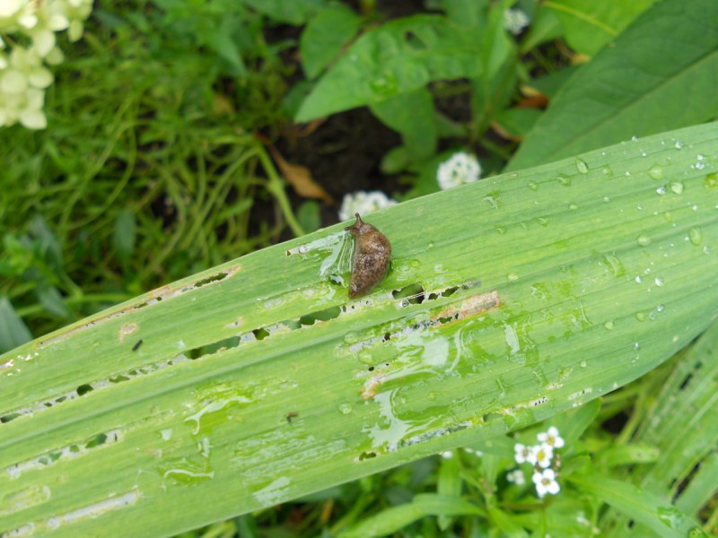 Луковый клещ (Rhizoglyphus echinopus r. et f.).